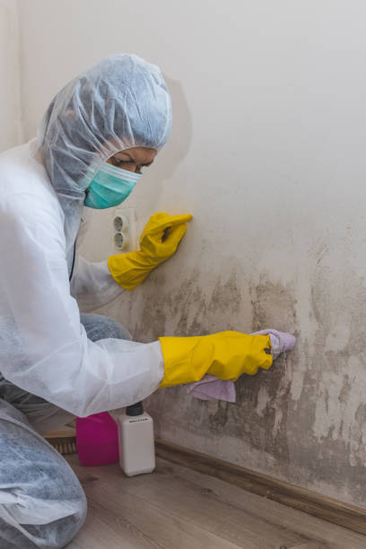 Mold Documentation for Insurance Claims in Saline, MI